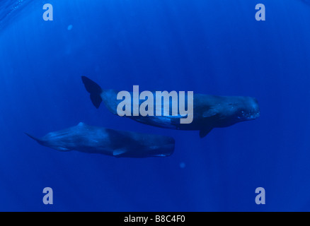 SPERM WHALE Stock Photo