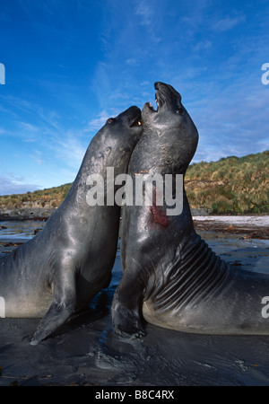 ELEPHANT SEAL Stock Photo