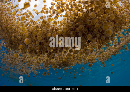 Thimble jellyfish Stock Photo