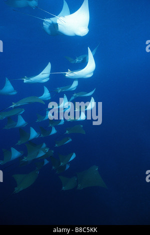 Pacific Cownose Rays Stock Photo