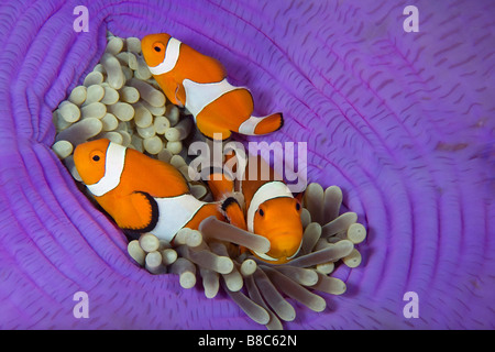 False clownfish Stock Photo