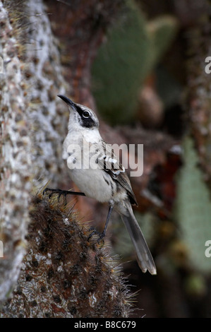 Mockingbird, Nesomimus parvulus, perched on giant droopy prickly pear cactus, Opuntia spp echios var echios at South Plaza Islet, Galapagos Islands Stock Photo