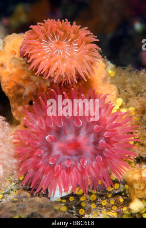 Anemones Stock Photo