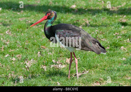 Schwarzstorch (Ciconia nigra) - Black Stork- Stock Photo