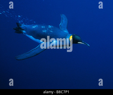 KING PENGUIN swims Stock Photo