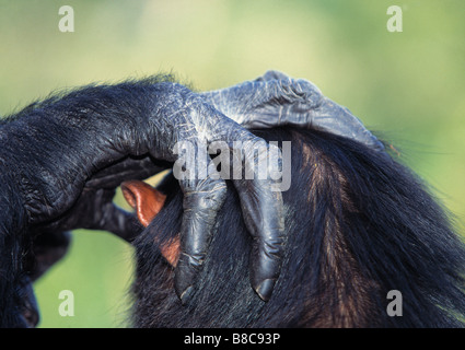 chimpanzee hand clasp