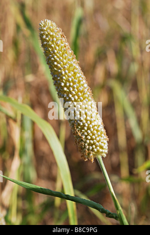 Bajra (Pearl millet) in the field, Maharashtra, India. Stock Photo