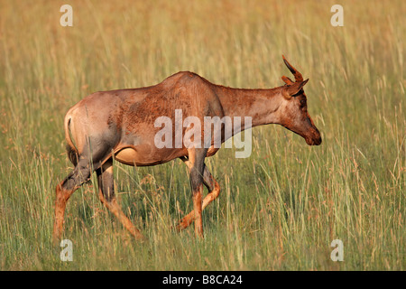 A rare tsessebe antelope (Damaliscus lunatus) walking in grassland, South Africa Stock Photo