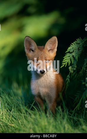 EUROPEAN RED FOX cub Stock Photo