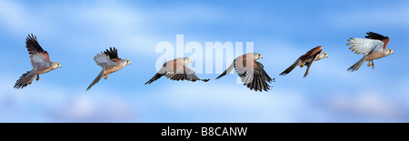 KESTREL in flight Stock Photo