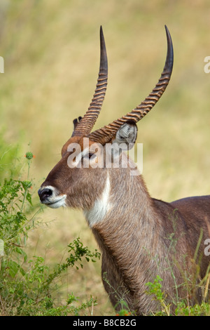 Portrait of a big waterbuck bull (Kobus ellipsiprymnus), Chobe National Park, Botswana, southern Africa Stock Photo