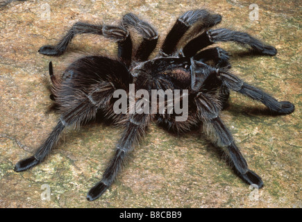 Phormictopus cancerides, Haitian brown tarantula Stock Photo - Alamy