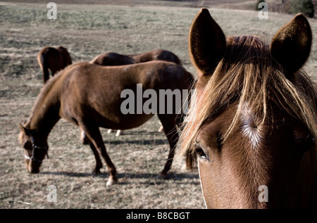 Paso Fino horses in a pasture in Tennessee Stock Photo