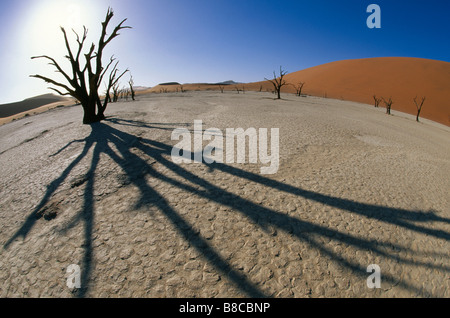 DEAD TREES in desert Stock Photo
