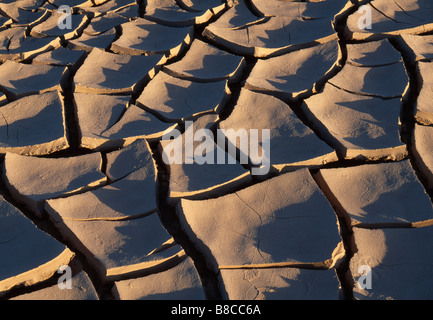DRIED CRACKED MUD Stock Photo