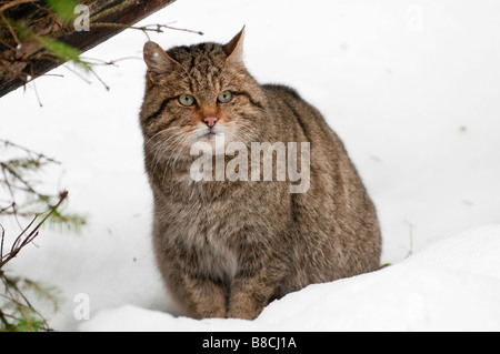Europäische Wildkatze (Felis silvestris)  - European Wildcat Stock Photo
