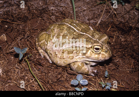 African Bullfrog (Pyxicephalus adspersus) (Rana adspersa Stock Photo ...