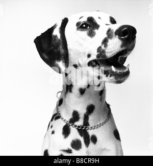 FL6529, Brian Summers ; Portrait, Dalmatian, BW Stock Photo