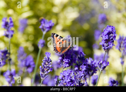 MS1705Y Small Tortoiseshell butterfly on lavendar Stirlingshire Scotland Image Stock Photo