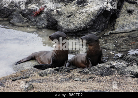 two young Galapagos Sea Lion pups at Elizabeth Bay, Isabela Island, Galapagos Islands, Ecuador in September Stock Photo