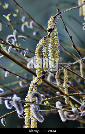 CATKINS OF CORYLUS AVELLANA HAZEL AND SALIX X RUBRA EUGENEI WILLOW IN EARLY SPRING Stock Photo