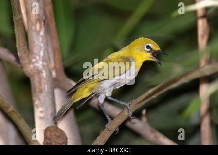 Oriental White Eye. Zosterops palpebrosus Rajasthan. India Stock Photo