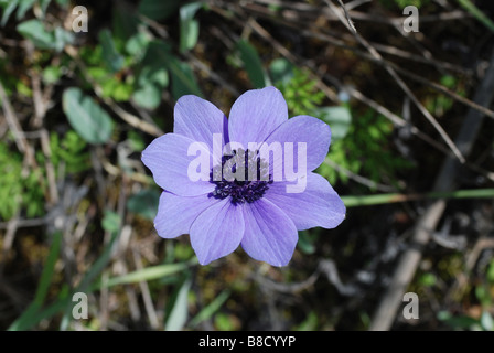 single flower of a lilac crown anemone, Anemone coronaria found in the Mediterranean area Stock Photo