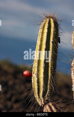 Candelabra cactus, Jasminocereus thouarsii with fruit growing amongst the lava fields at Punta Moreno, Isabela Island, Galapagos Islands in September Stock Photo