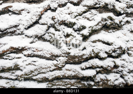 Closeup of tree bark covered with snow. Stock Photo