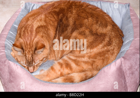 Sleeping cat in basket Stock Photo