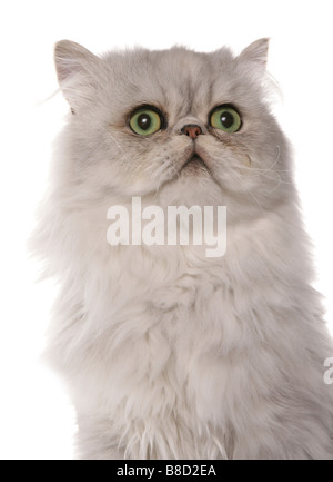 Persian Chinchilla Cat Portrait Studio Stock Photo