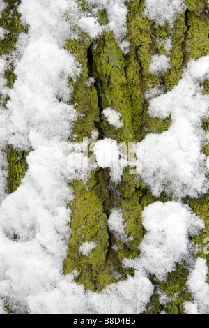 Closeup of tree bark covered with moss and snow. Stock Photo