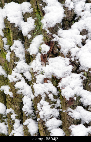 Closeup of tree bark covered with moss and snow. Stock Photo