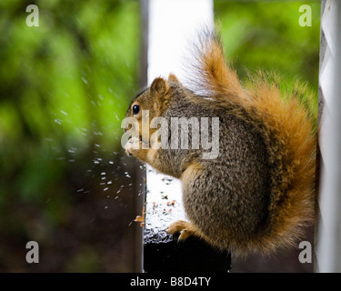 A male fox tree squirrel eats peanuts on a rainy day in California Stock Photo