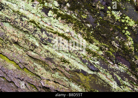Closeup of tree bark covered with moss. Stock Photo