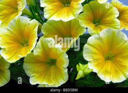 Yellow petunia flowers close up from a flower basket. Stock Photo