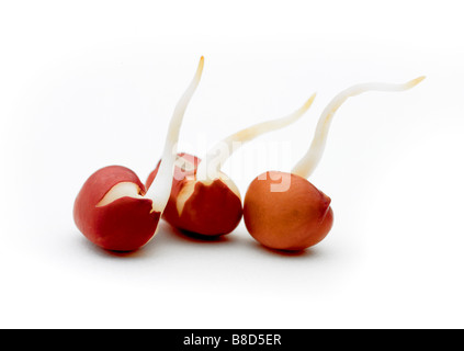 adzuki beans sprouting Stock Photo