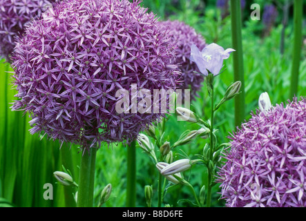 Purple flower combination: Allium 'Globemaster', Nepeta 'Six Hills Giant' (catmint) and Campanula persicifolia (bellflower). Stock Photo