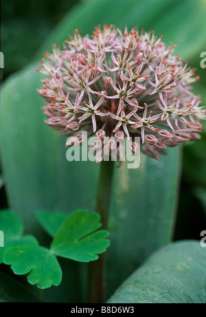 Flowerhead and foliage of Allium karataviense (Turkestan ornamental onion) with columbine (Aquilegea) leaf in garden in spring. Stock Photo