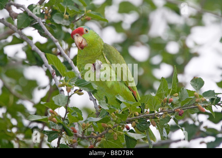 Red-crowned Parrot Amazona viridigenalis Pharr Texas United States 28 March Adult Psittacidae Stock Photo