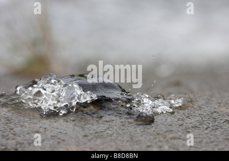 snake-necked turtle climbing a weir Stock Photo
