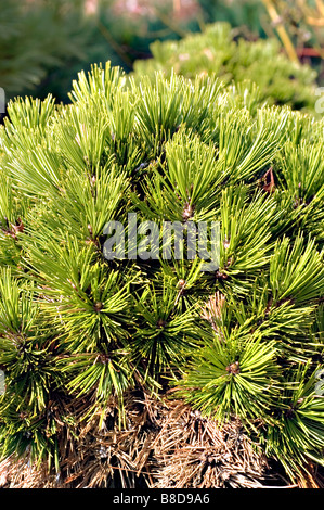Bosnian Pine, Pinus Leucodermis Schmidtii Stock Photo