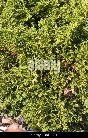 Dwarf Sawara False Cypress, Chamaecyparis Pisifera Tsukomo, Cupressaceae Family Stock Photo