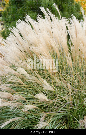 White green Japanese Silver Grass, Miscanthus Sinensis var Adagio, Poaceae, China, Japan Stock Photo