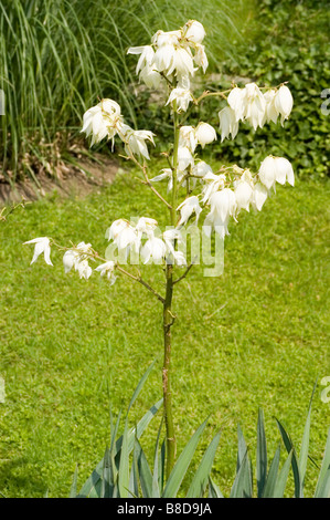 White flowers of Adam's needle, bear grass, weak-leaf yucca, agavaceae, yucca filamentosa, USA Stock Photo