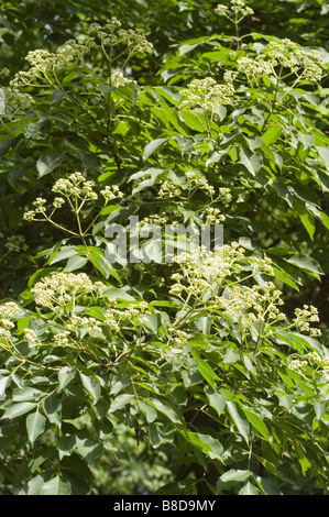 Tetradium daniellii, Bee Bee Tree, Korean Evodia, Blooming Tree, Summer ...