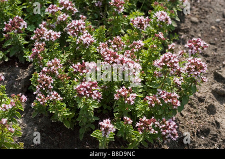Pale violet flowers of Oregano low, wild marjoram, Greek oregano Origanum vulgare var Compactum Stock Photo