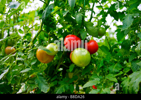 Tomato plant Stock Photo