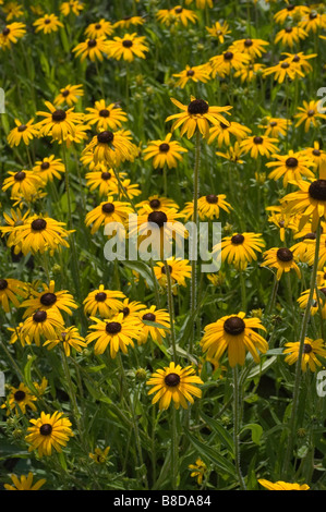 Orange coneflower or black eyed Susan - Rudbeckia fulgida Ait Stock Photo