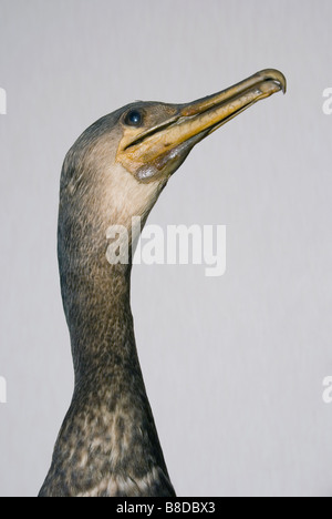 stuffed cormorant phalacrocorax carbo Stock Photo